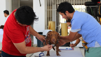 mérida avanza hacia la tenencia responsable de mascotas con implantación de microchips