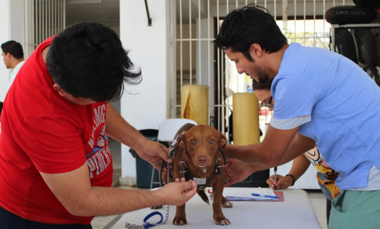 mérida avanza hacia la tenencia responsable de mascotas con implantación de microchips
