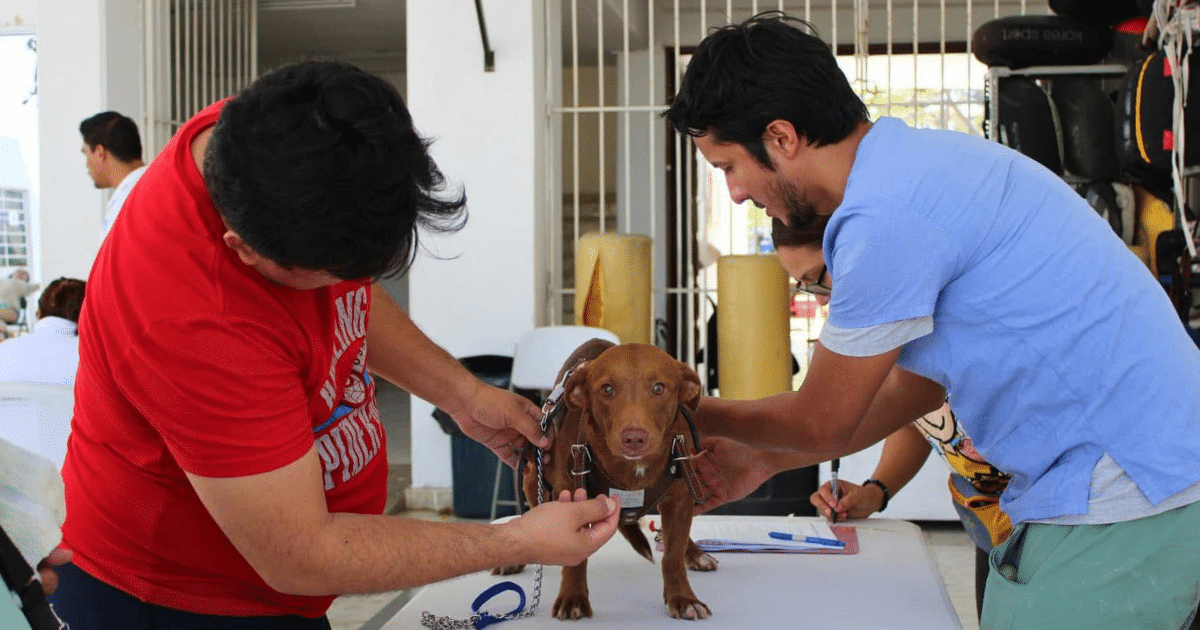 mérida avanza hacia la tenencia responsable de mascotas con implantación de microchips