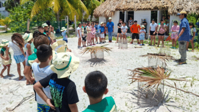 Niñas y niños aprenden a cuidar tortugas marinas