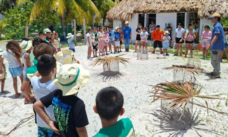 Niñas y niños aprenden a cuidar tortugas marinas