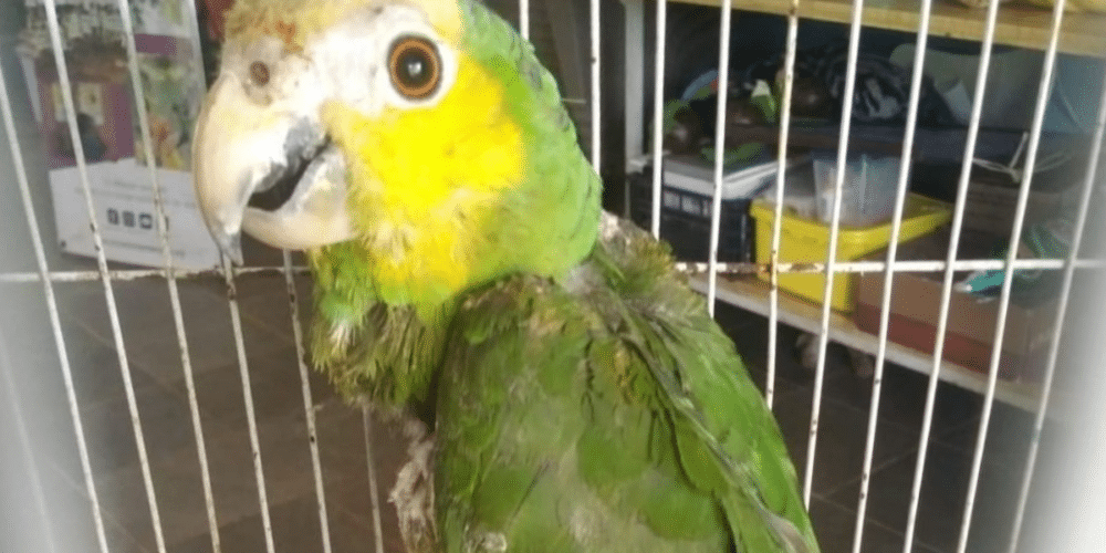 nuevas alertas por loros teñidos para tráfico ilegal en yucatán