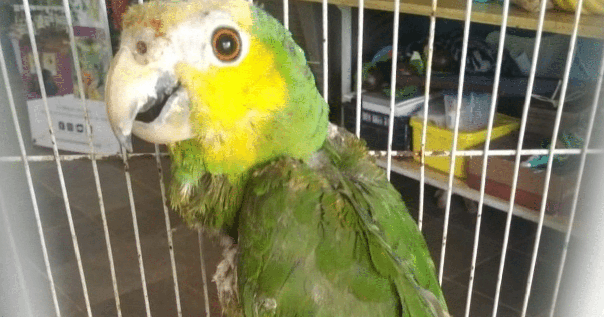 nuevas alertas por loros teñidos para tráfico ilegal en yucatán