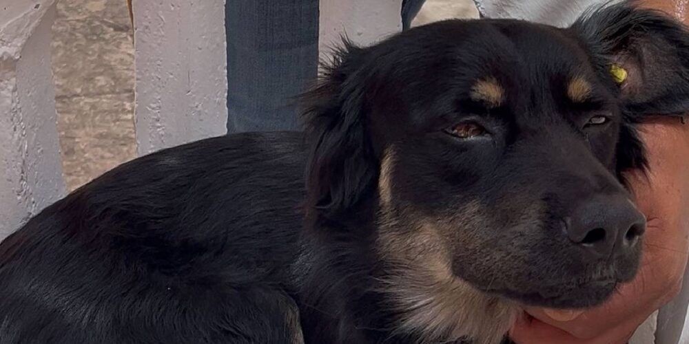 Kalimán, el perrito callejero que ahora es Director de Apoyo Emocional del Ayuntamiento