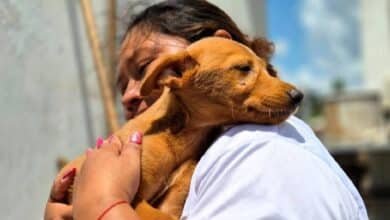 Erik Rihani impulsa más acciones por el bienestar animal en Progreso