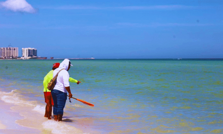 refuerzan limpieza en playas de progreso por presencia de fauna nociva