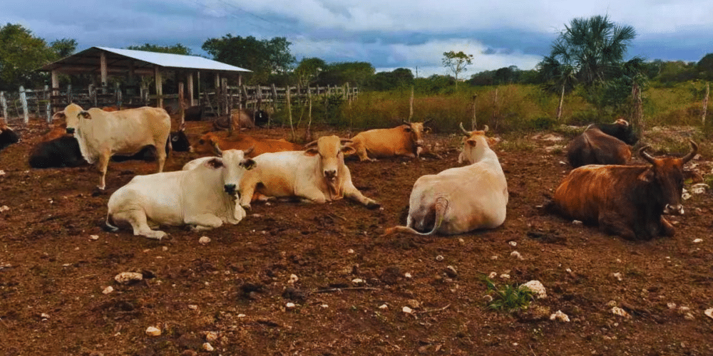 refuerzan medidas por gusano barrenador en yucatán