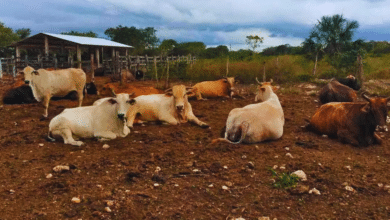 refuerzan medidas por gusano barrenador en yucatán