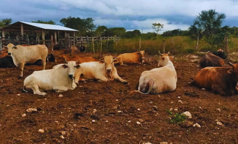 refuerzan medidas por gusano barrenador en yucatán