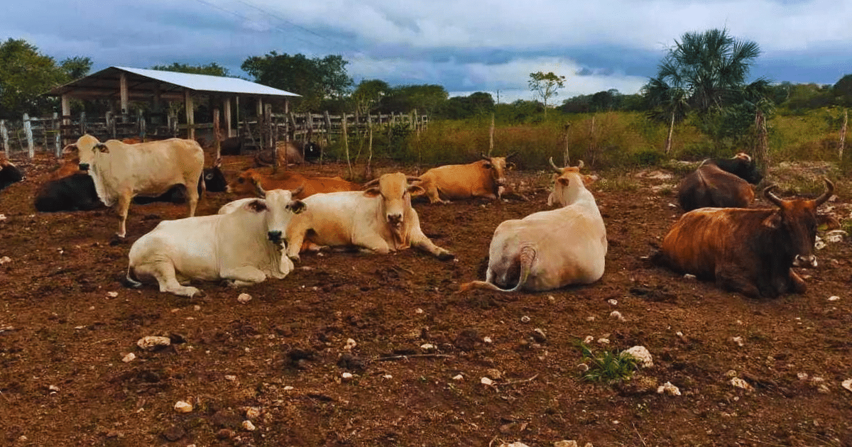 refuerzan medidas por gusano barrenador en yucatán