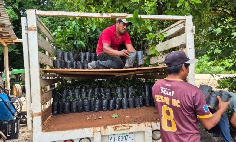 Yucatán promueve inversión japonesa con proyecto Renacimiento Maya