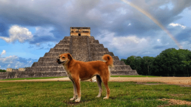 son los guardianes de kukulkán perritos rescatados