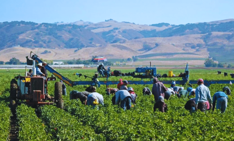 Trump descarta amnistía para trabajadores agrícolas