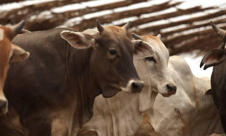 Brote de Gusano Barrenador crece 87% en Yucatán; refuerzan controles con Guardia Nacional