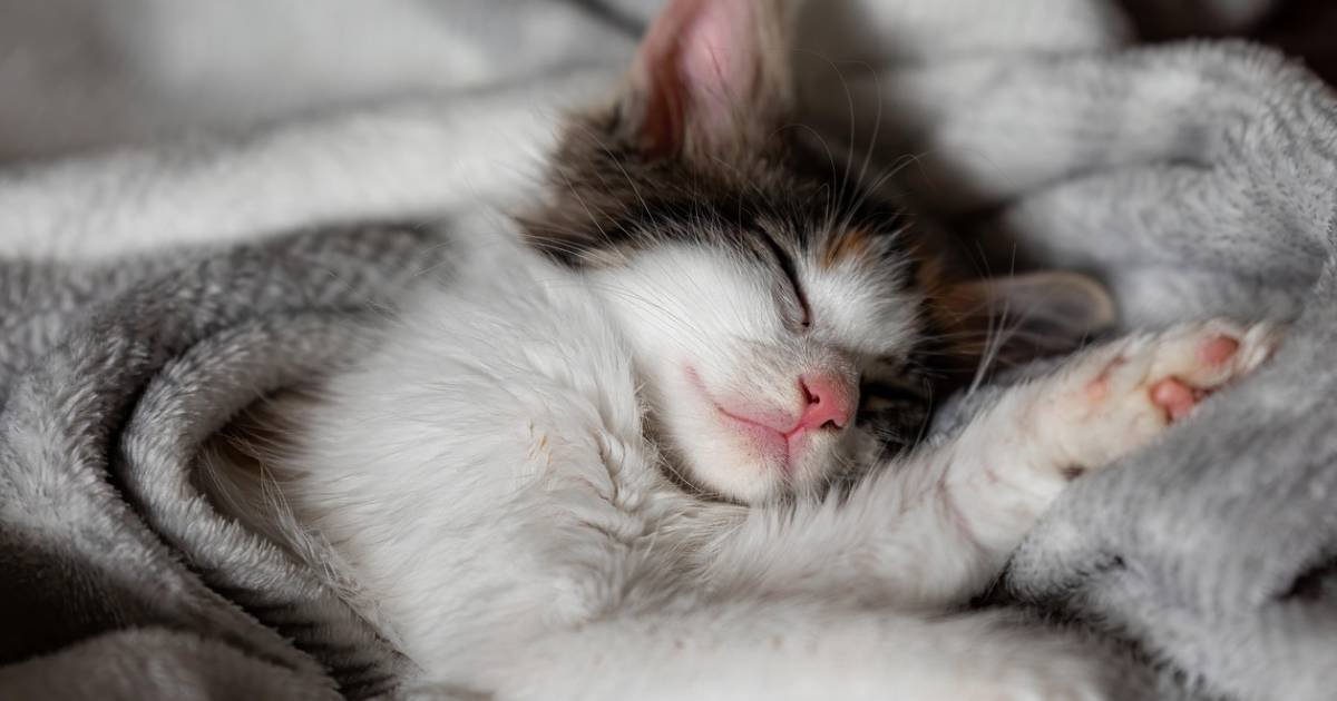 Video de gato en redes sociales enrollando su cobija