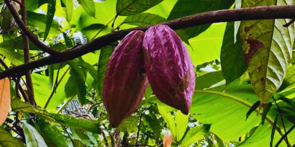 yucatán el cacao y chocolate como regalo divino para los mayas