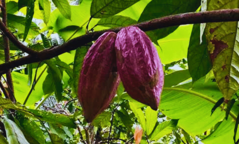 yucatán el cacao y chocolate como regalo divino para los mayas