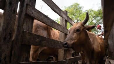 yucatán refuerza control contra el gusano barrenador del ganado (2)