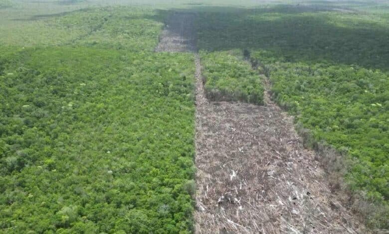 Profepa clausura desmonte ilegal de más de 600 hectáreas de selva en Yucatán