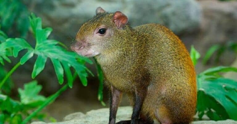 Sereque: el primo del Capibara que protege los pulmones verdes de Yucatán (Foto de internet)