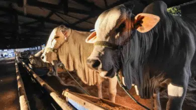 analizan en yucatán producir moscas estériles para combatir el gusano barrenador