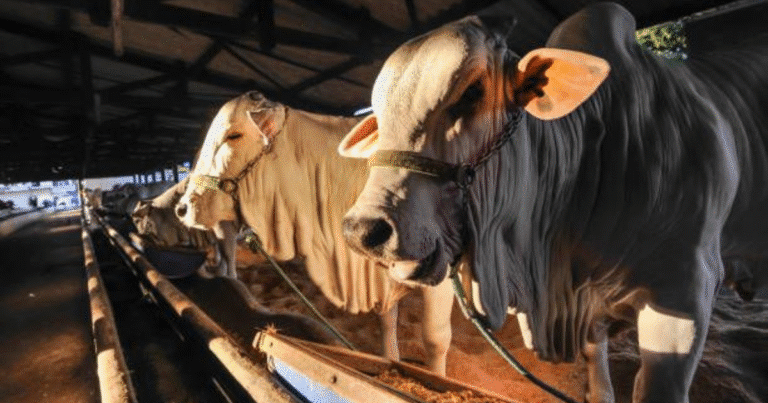 analizan en yucatán producir moscas estériles para combatir el gusano barrenador