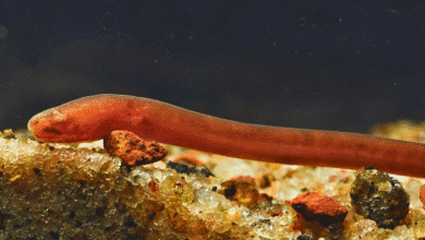 anguila ciega en peligro de extinción es documentada en cenote de yucatán