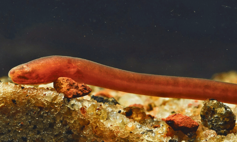 anguila ciega en peligro de extinción es documentada en cenote de yucatán