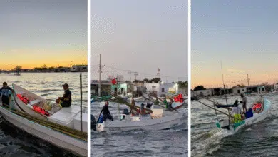 arranca con buen ritmo la temporada de pulpo en yucatán