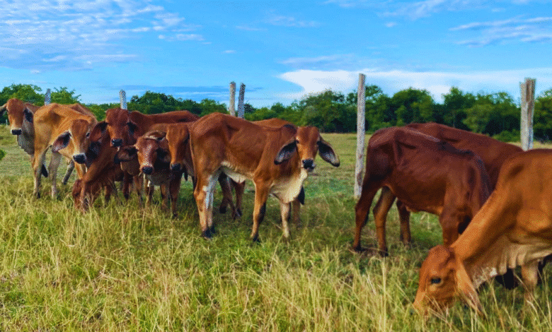 aumentan 63% los casos de gusano barrenador en yucatán; todos los animales se recuperan