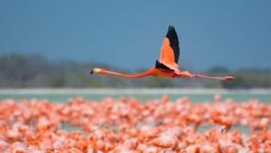 National Geographic reconoce a Río Lagartos, Yucatán, como un paraíso natural