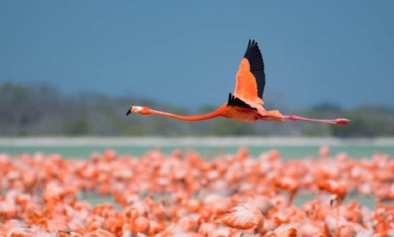 National Geographic reconoce a Río Lagartos, Yucatán, como un paraíso natural