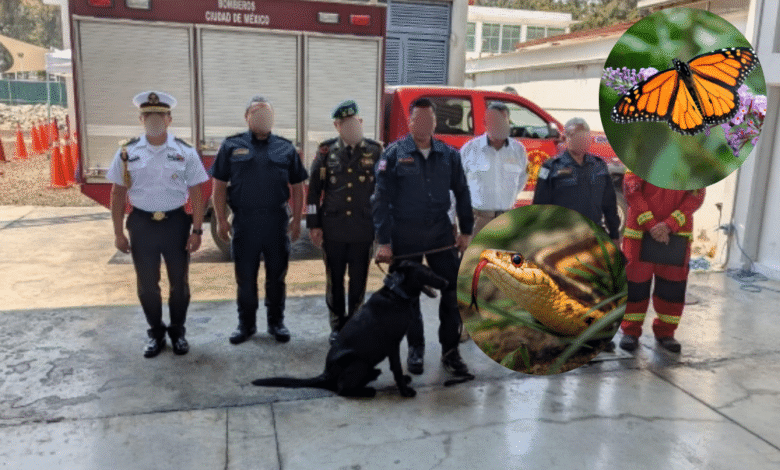 Bomberos de CDMX se capacitarán en rescate y manejo de fauna silvestre