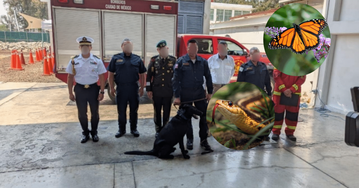 Bomberos de CDMX se capacitarán en rescate y manejo de fauna silvestre
