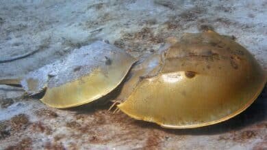 Pescadores de Yucatán aún usan cacerolitas de mar para capturar pulpo: TecNM Tizimín