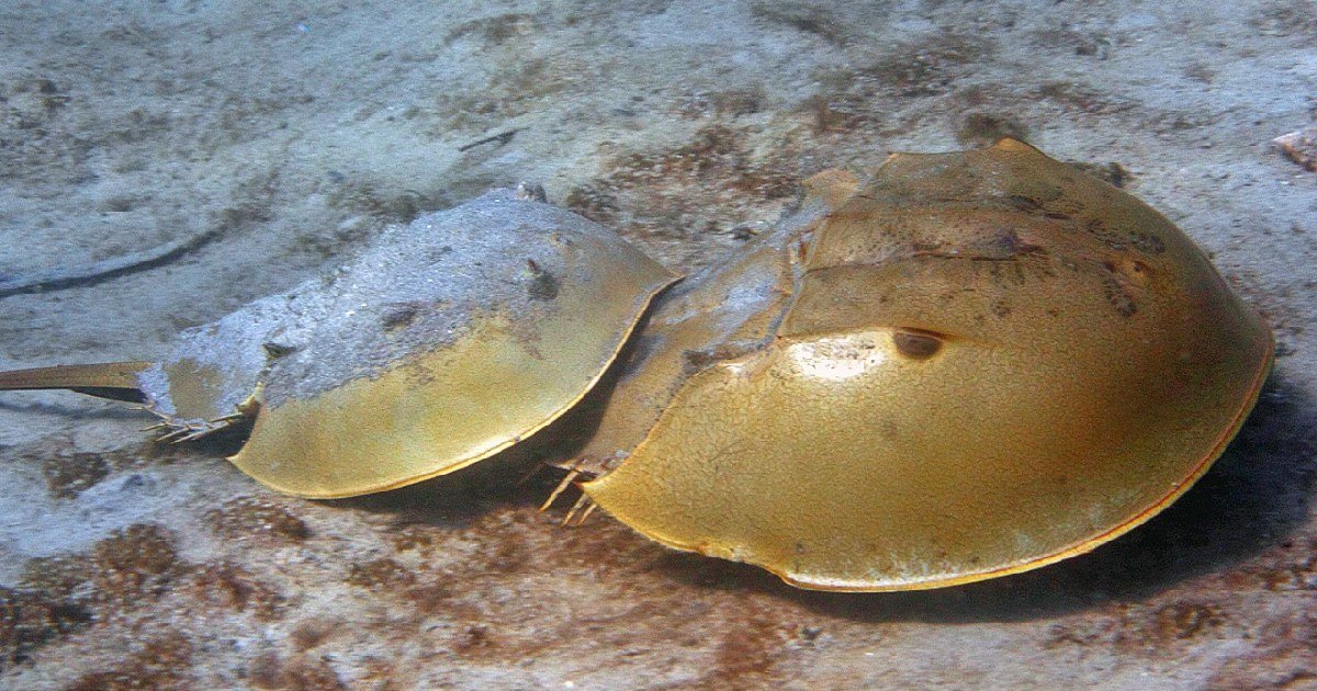 Pescadores de Yucatán aún usan cacerolitas de mar para capturar pulpo: TecNM Tizimín