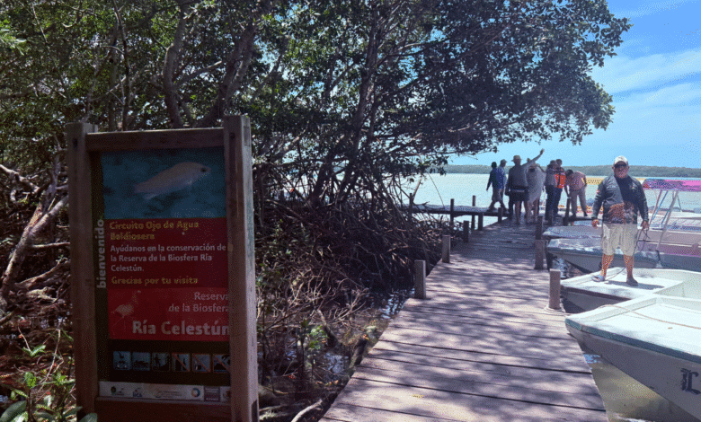 celestún mantiene afluencia turística pese a alerta por marea roja