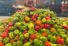 cicy desarrolla 10 nuevas variedades de chile habanero para beneficiar directamente al campo yucateco