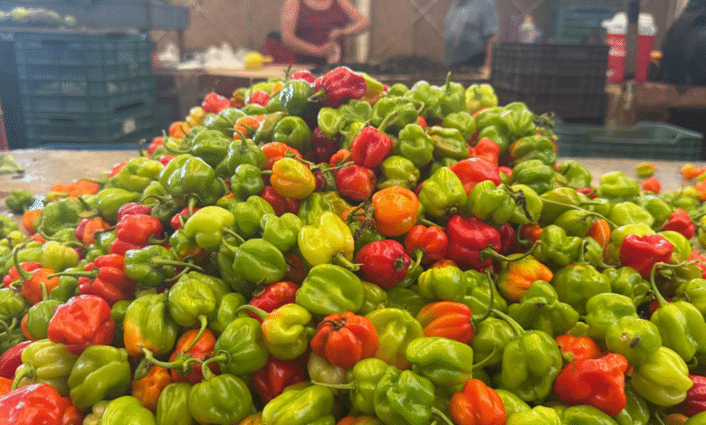 cicy desarrolla 10 nuevas variedades de chile habanero para beneficiar directamente al campo yucateco