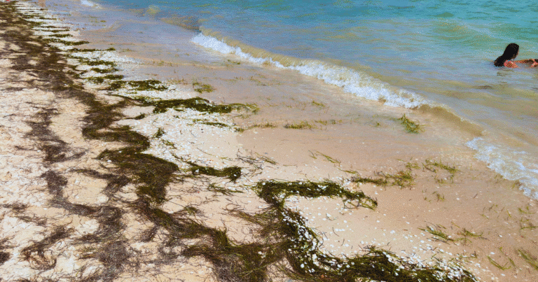 cicy transforma el sargazo en oportunidades productivas para yucatán