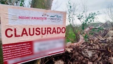 clausura profepa predio en san pedro chimay por devastar selva en la reserva cuxtal