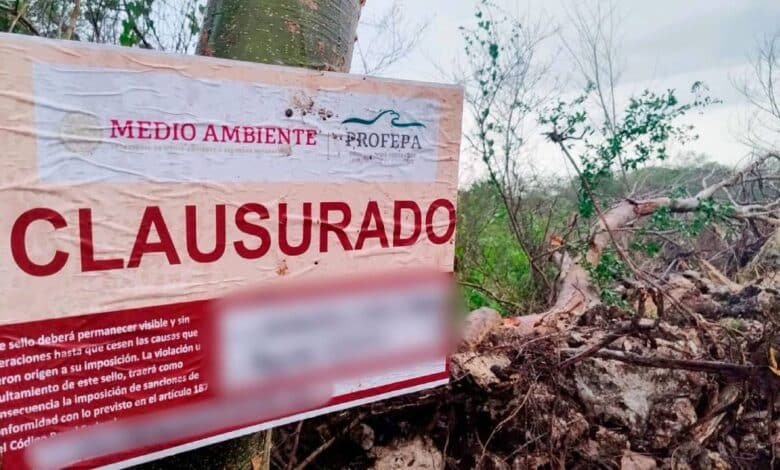 clausura profepa predio en san pedro chimay por devastar selva en la reserva cuxtal