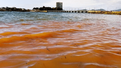 detectan pulpos en la orilla de chelem marea roja no está confirmada, pero genera alerta