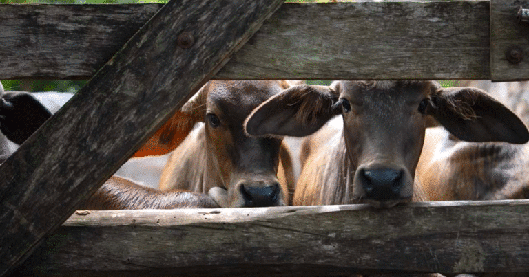 La Seder y el Senasica confirman 212 casos atendidos con éxito, sin necesidad de sacrificios ni cuarentenas