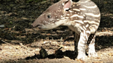 el tapir en yucatán símbolo de selva en peligro de extinción