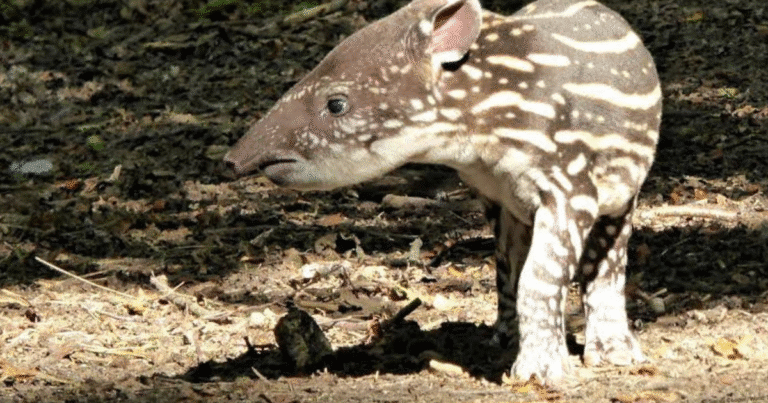 el tapir en yucatán símbolo de selva en peligro de extinción