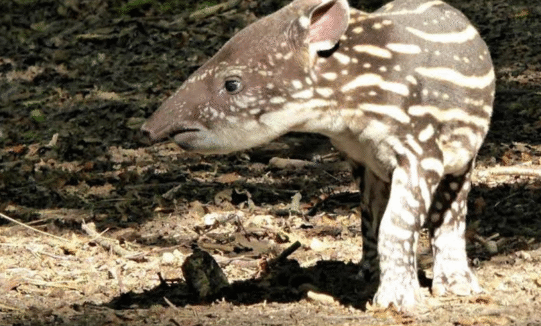 el tapir en yucatán símbolo de selva en peligro de extinción