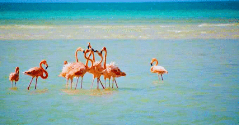 estas son las playas libres de marea roja en yucatán