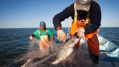 garantizan calidad e inocuidad de los pescados pese a la marea roja