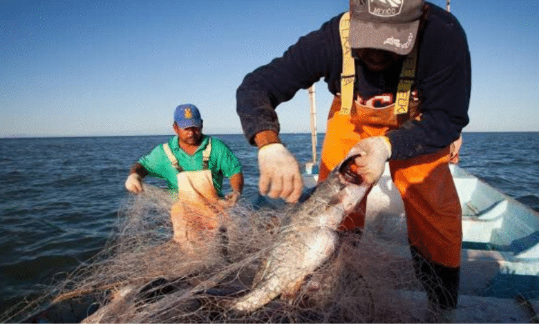garantizan calidad e inocuidad de los pescados pese a la marea roja